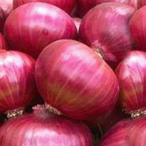 Fresh Red Onions