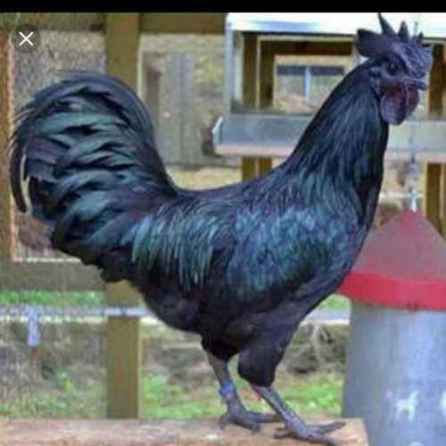 Black Kadaknath Chicken