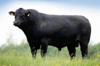 Aberdeen Angus Alive Bulls