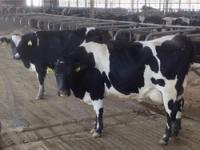 Holstein Heifer Dairy Cow