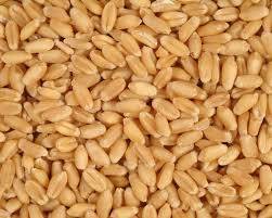 Premium Grade Russian Wheat