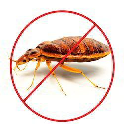 Bed Bugs Buster Service