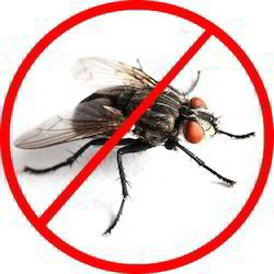 House Flies Control Services By Pest Cure Incorporation
