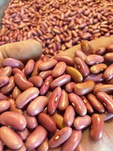 Long Shape Kidney Beans