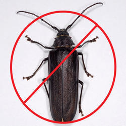 Wood Borer Control Services By Pest Cure Incorporation