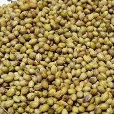 Fresh Organic Coriander Seeds