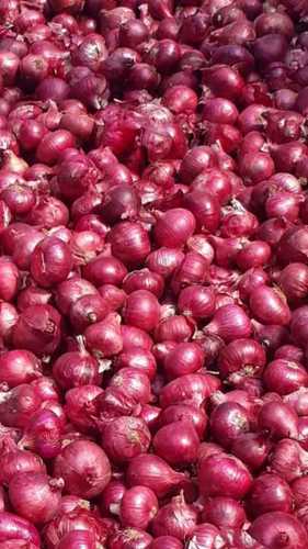 Nashik Red Fresh Onion