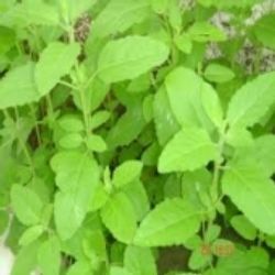 Quality Tested Tulsi Leaves