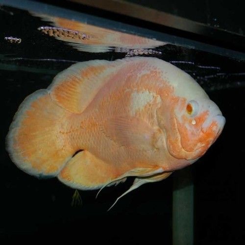 Tropical Aquarium Fish at Best Price in Karnal