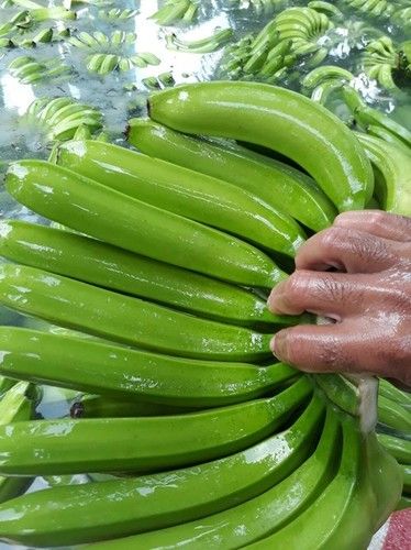 Green Farm Fresh Cavendish Banana