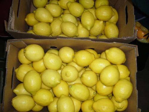 Farm Fresh Yellow Lemon