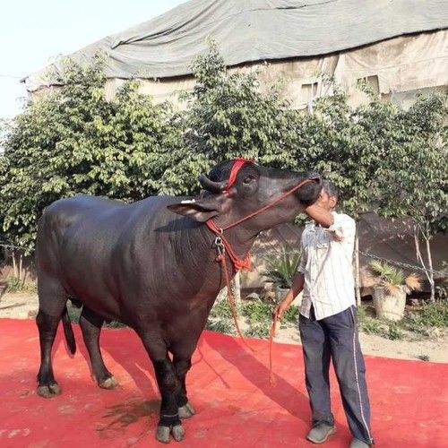 High Milk Yielding Murrah Buffalo