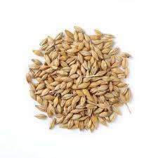 Organic Barley Seed