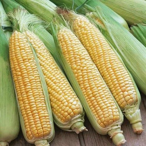 Sweet Corn For Nutrition 