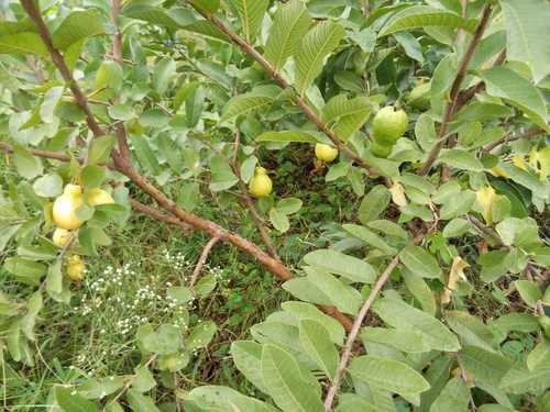 Green Fresh Organic Guava Fruit