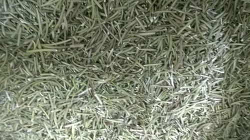 Naturally Grown Dried Rosemary