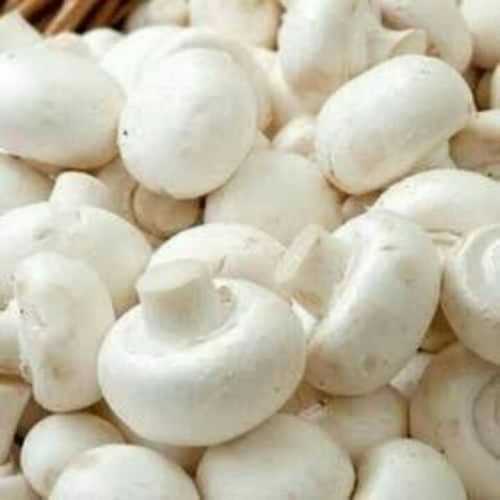 Milky Oyster Mushrooms