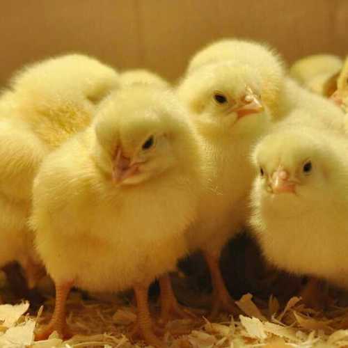 Day Old Chicks