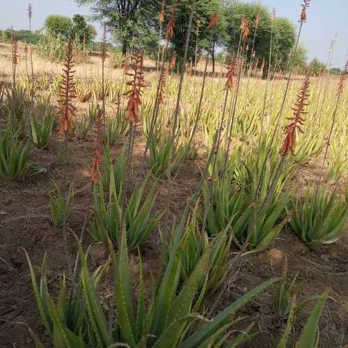 Fresh Aloe Vera Leaf