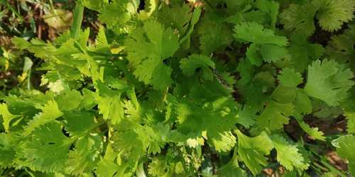 Organic Fresh Coriander Leaves