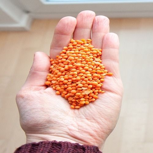 Fresh Red Split Lentil