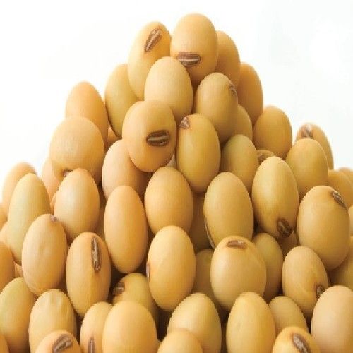 Healthy Soybean Seeds