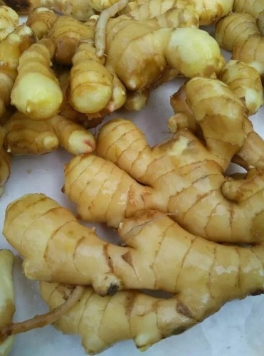 Newly Cultivated Fresh Ginger