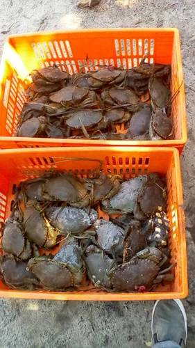 Live Crab - Fresh and Premium Quality, Packed Under Controlled Conditions for Optimal Freshness