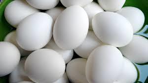 White Fresh Egg