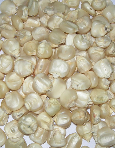 Dried White Corn