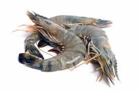 Best Price Fresh Prawns