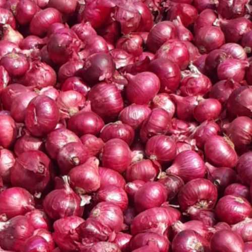 Organic Fresh Red Onions