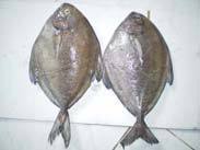 Black Pomfret Fish 