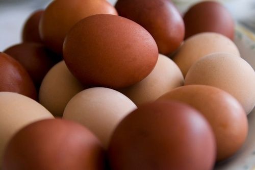 Healthy Poultry Brown Eggs