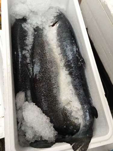 Frozen Horse Salmon