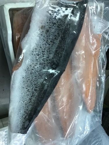 Pacific Hake Fish Salmon