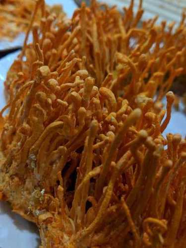 Natural Cordyceps Militaris