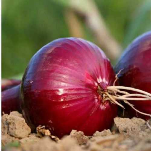 Top Quality Fresh Red Onion