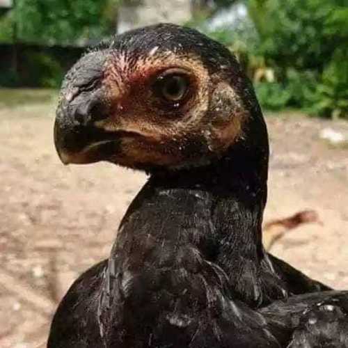 Parrot Beak Aseel Month Old Chicks