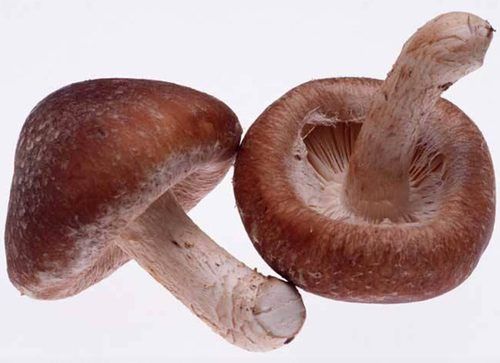 Shiitake Mushroom Extract