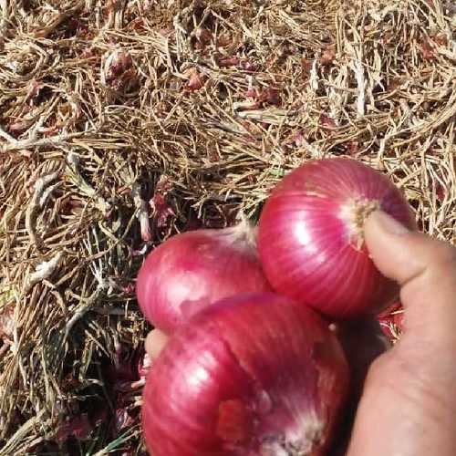 Organic Red Onion