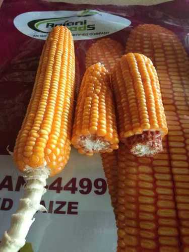 Rajani 4499 Hybrid Maize Seed