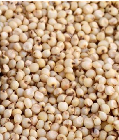 Chemical Free Sorghum Seeds