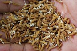 rice seeds