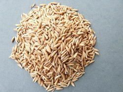 Quality Approved Paddy Seed