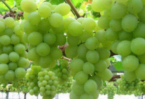 A Grade Fresh Grapes