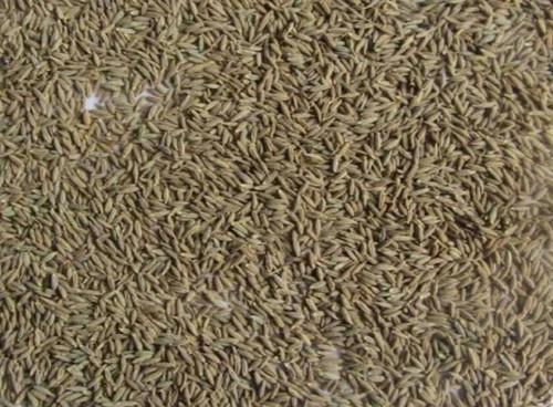 Impurities Free Cumin Seed