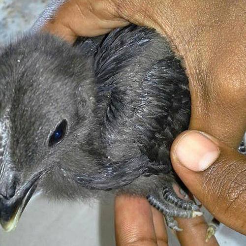 Kadaknath Chicks