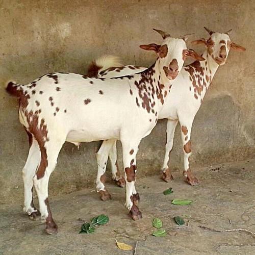 Deci Cheques And Barbari Goats