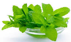 Fresh Green Mint Leaves